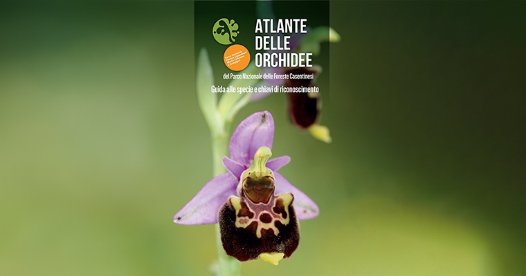 Atlante delle orchidee