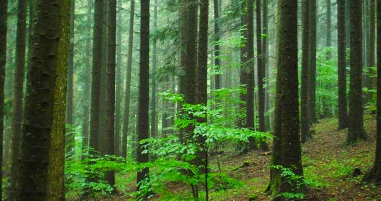 LA FORESTA DI CAMPIGNA