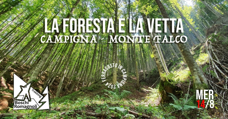 LA FORESTA E LA VETTA: CAMPIGNA – MONTE FALCO