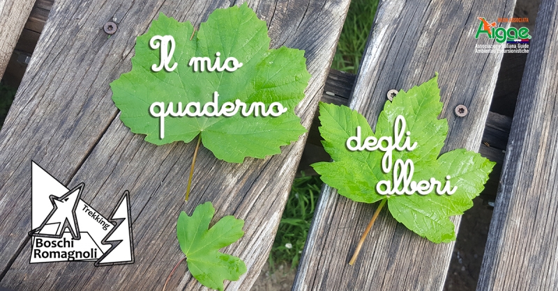 IL MIO QUADERNO DEGLI ALBERI