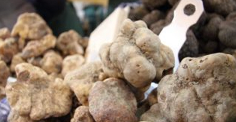 40° Fiera Nazionale del Tartufo Bianco pregiato