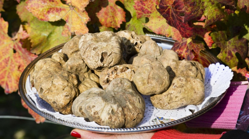 Sagra del Tartufo Bianco pregiato di Romagna