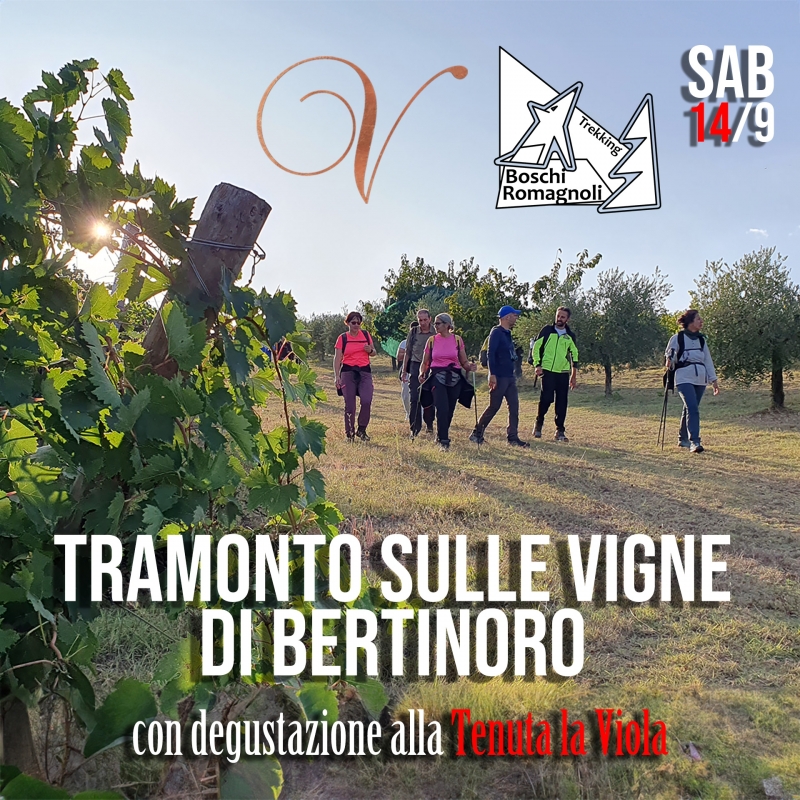 TRAMONTO SULLE VIGNE DI BERTINORO