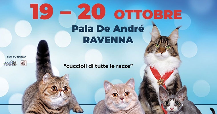 MOSTRA FELINA