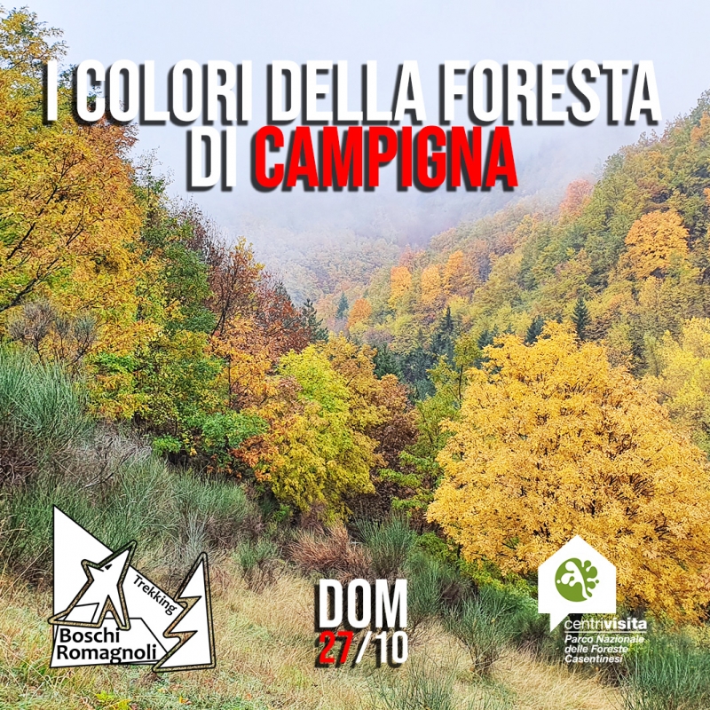 I COLORI DELLA FORESTA DI CAMPIGNA