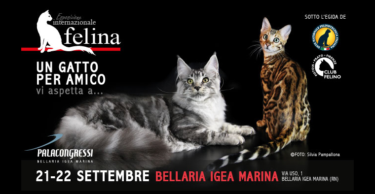 Un Gatto per Amico