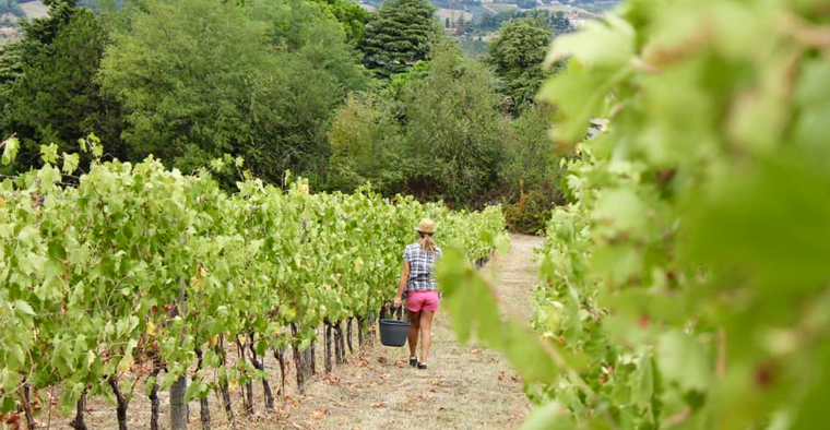 Vivi la vendemmia: dalla vigna al calice