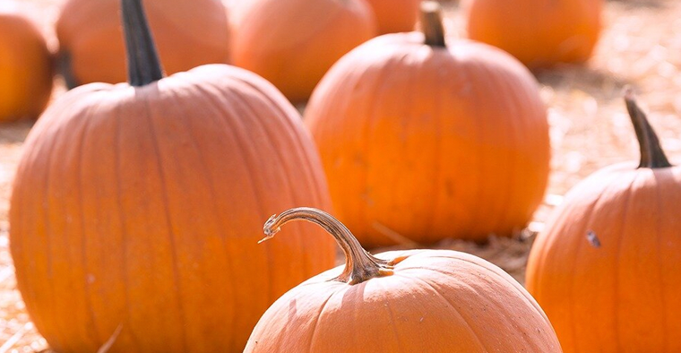 Festa della zucca