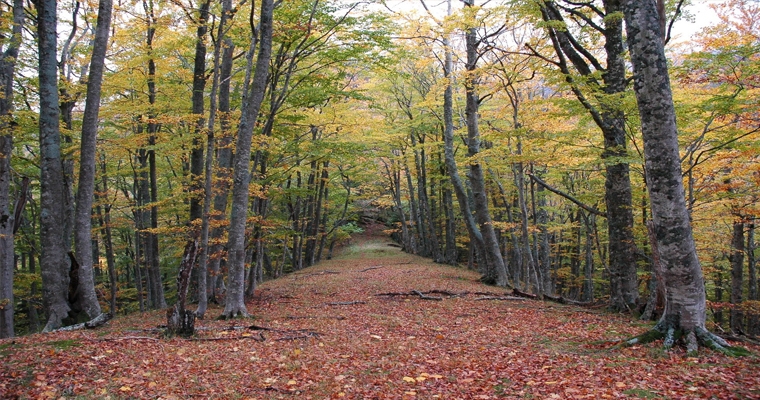 Fall foliage