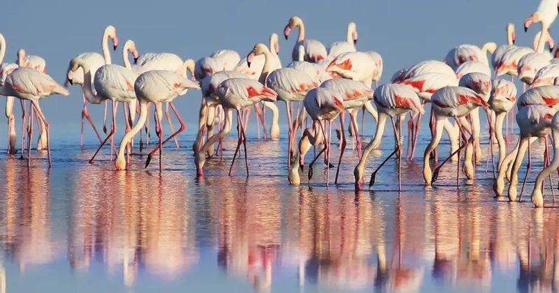 Birdwatching day a Cervia