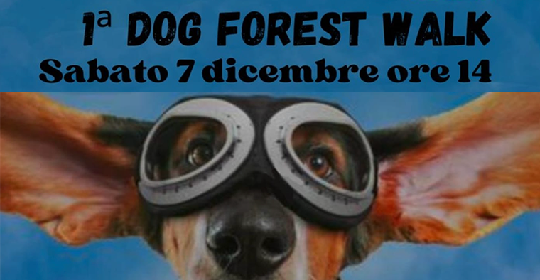 1° dog forest walk