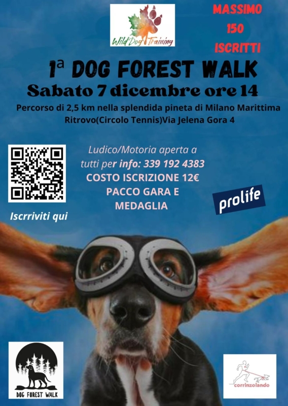 1° dog forest walk