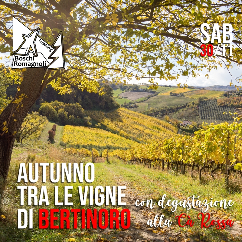 AUTUNNO TRA LE VIGNE