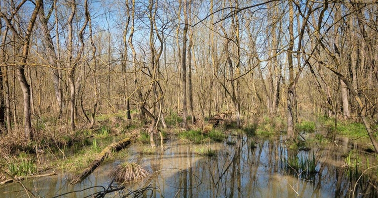 La Foresta Allagata