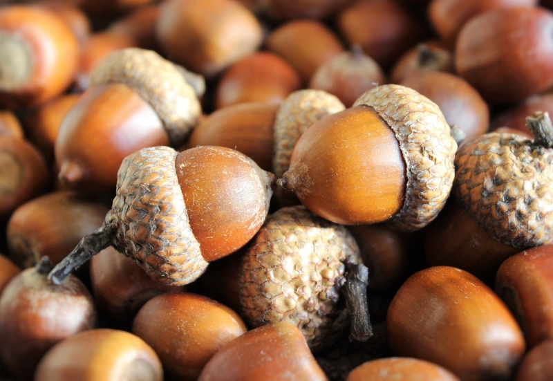 Inchiostro naturale