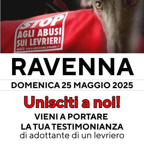 A spasso in centro con i levrieri