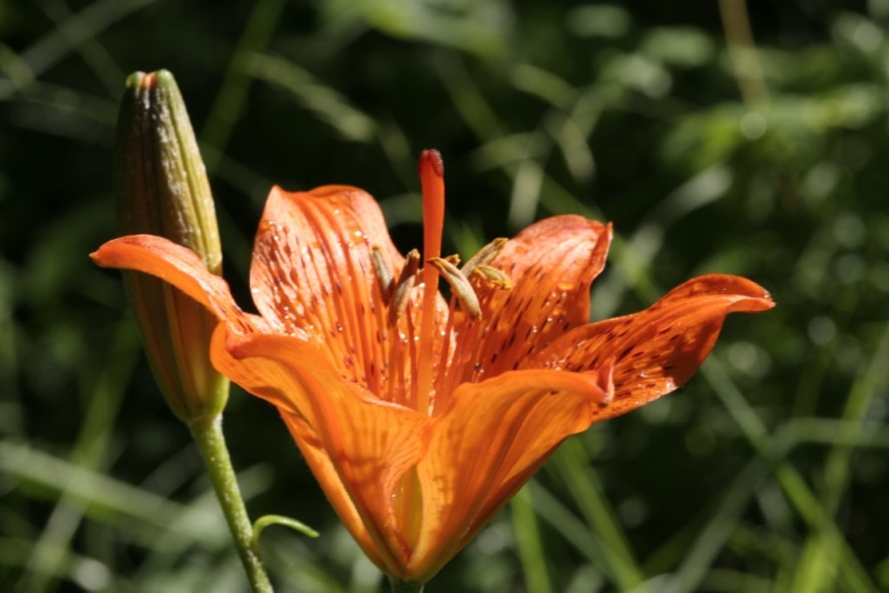 Festa del Giardino Botanico di Valbonella