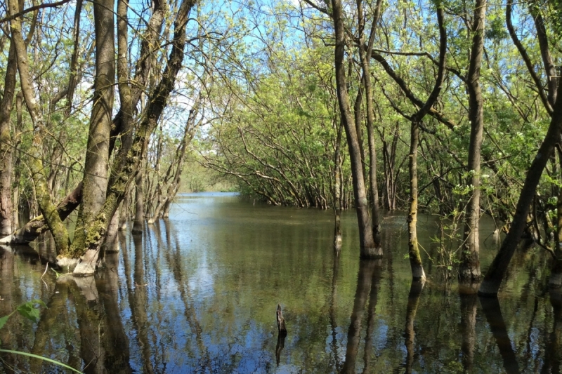 La foresta allagata di Punte Alberete