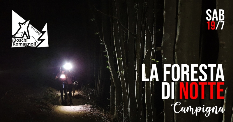 LA FORESTA DI NOTTE