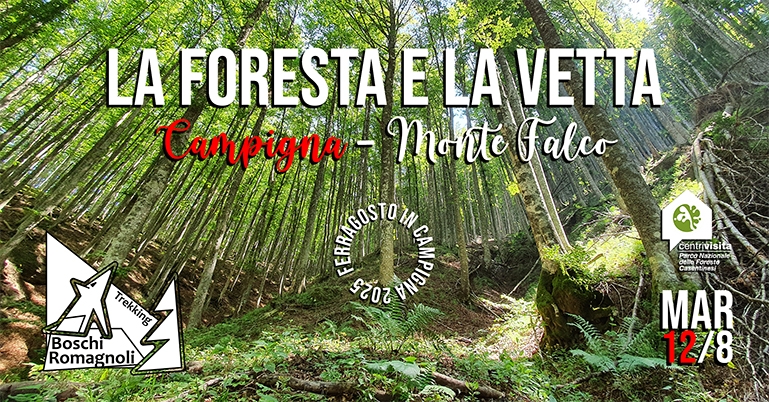 LA FORESTA E LA VETTA