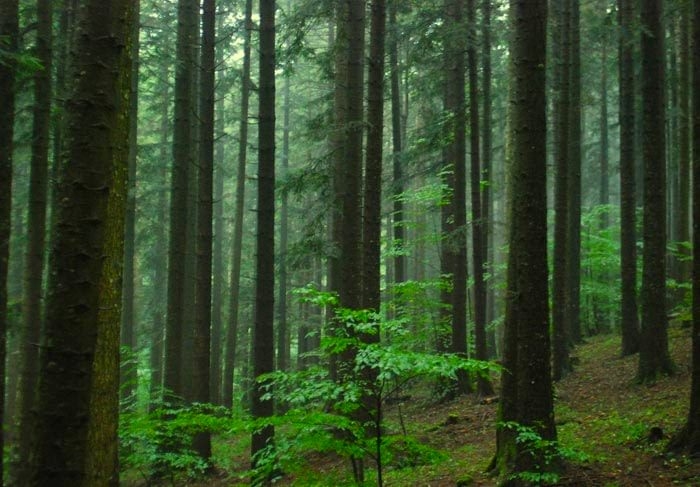La Foresta di Campigna