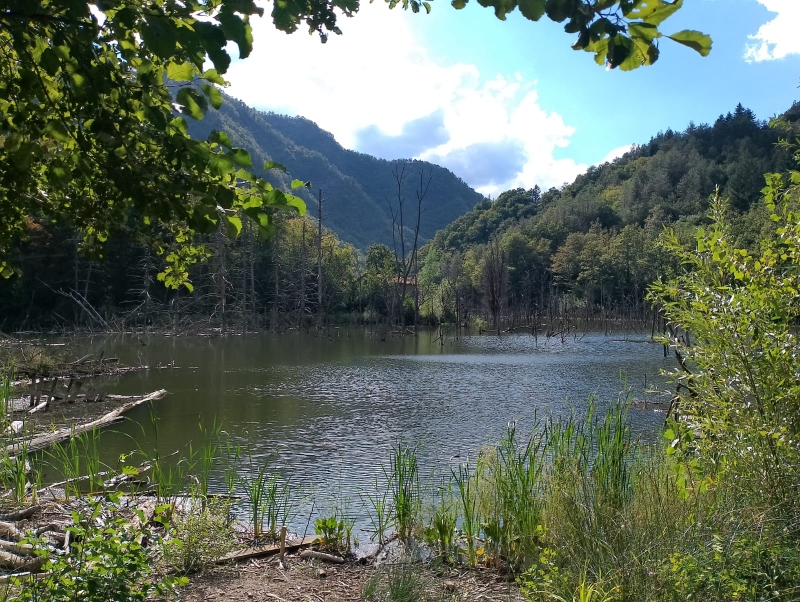Il Bosco Sommerso di Poggio Baldi