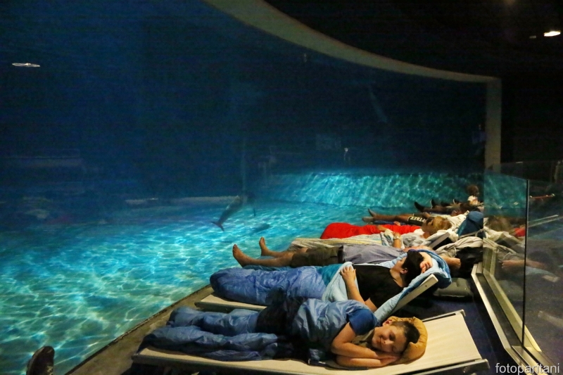 Notte con i Delfini a Oltremare