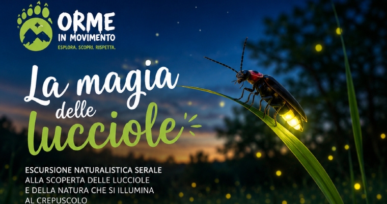 La magia delle lucciole