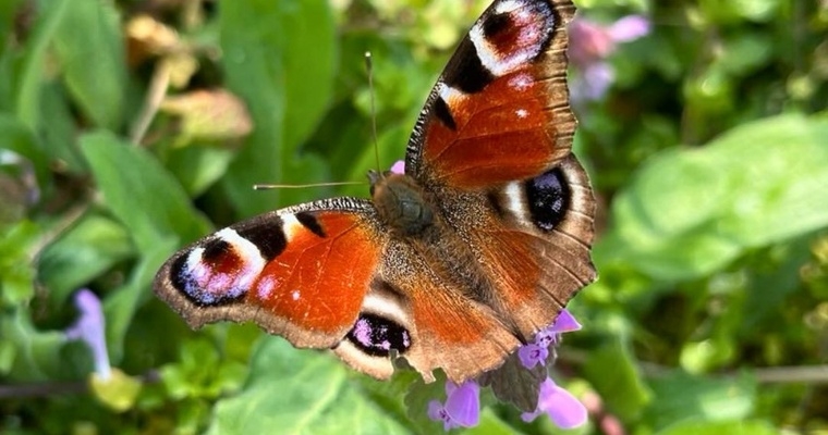 Custodi di Biodiversità