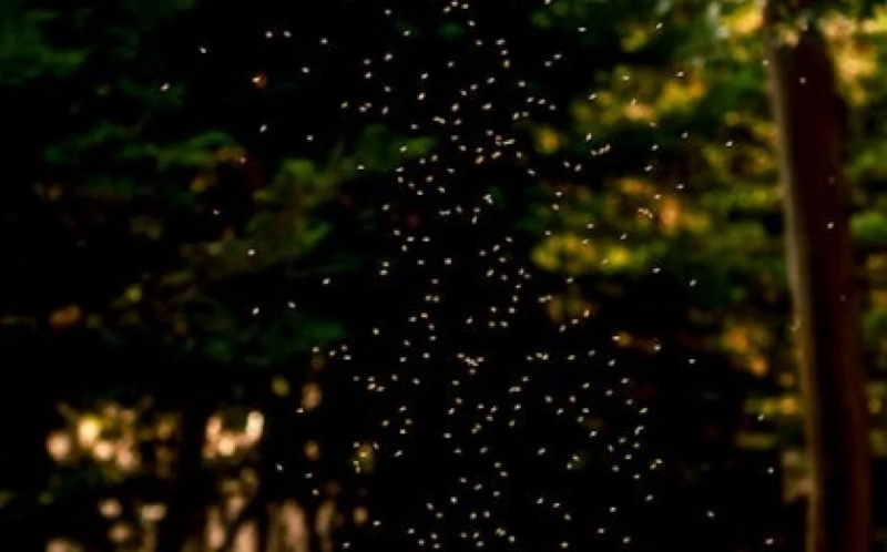 LA LUCCIOLATA Passeggiata tra le stelle cadute sulla Terra