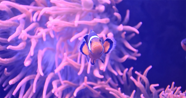 Notte Rosa all'Acquario di Cattolica!