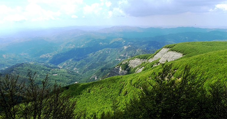 LE FIORITURE ESTIVE SUL MONTE FALCO