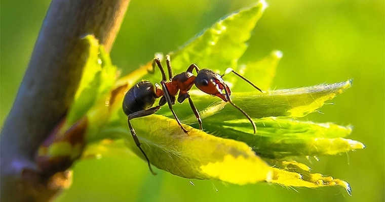 Un Giardino di Insetti