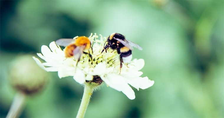 Il tesoro del Giardino