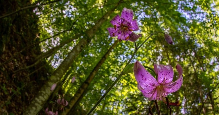 Caccia alla pianta