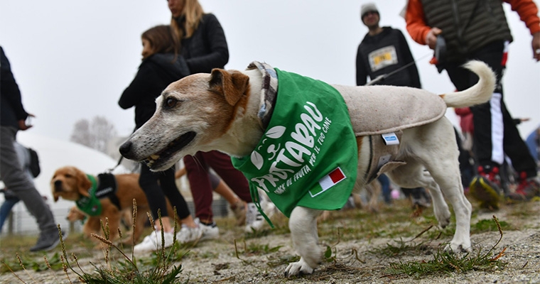 Dogs & Run