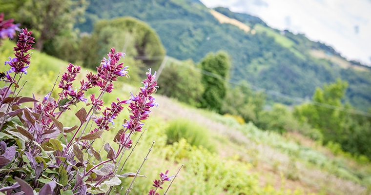 Infusi Aromatici