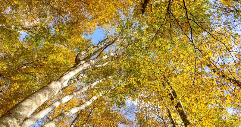 FESTIVAL DEL FALL FOLIAGE – CAMPIGNA E SANTA SOFIA (FC)