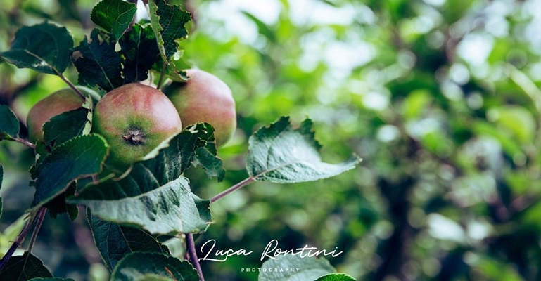 Il Giardino dimenticato