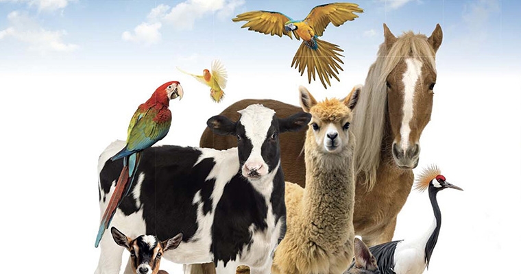 Animali in Fiera