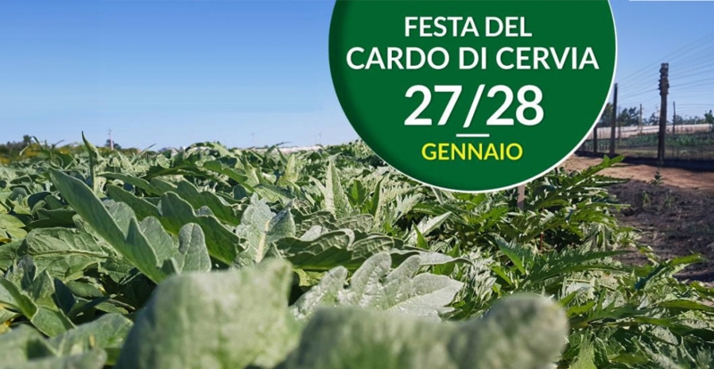 Una sagra dedicata al Cardo Gobbo di Cervia