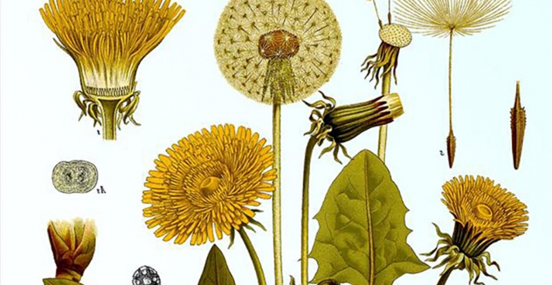 Alla scoperta delle erbe selvatiche