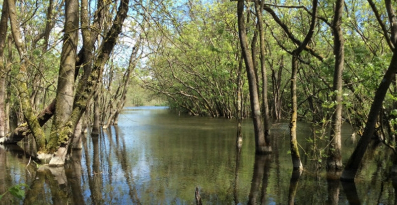 LA FORESTA ALLAGATA