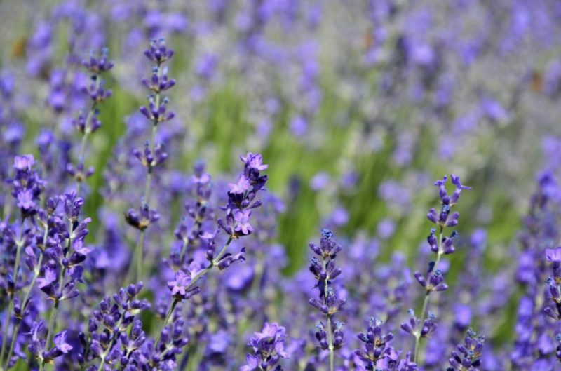 Mille sfumature di Lavanda
