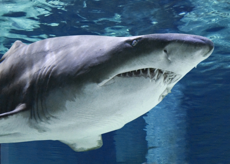 Notte Rosa all'Acquario di Cattolica!