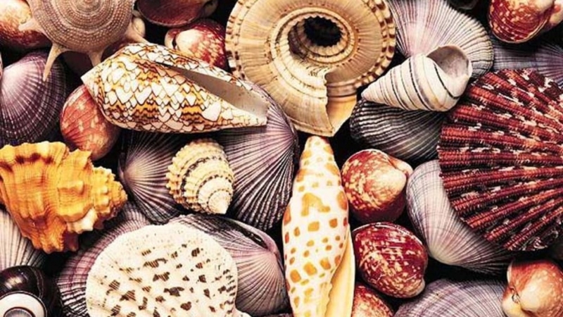 Fiera della conchiglia