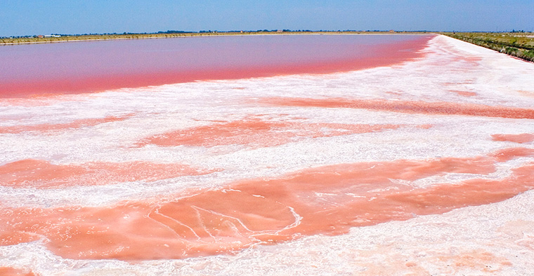 Visite guidate alla Salina Camillone