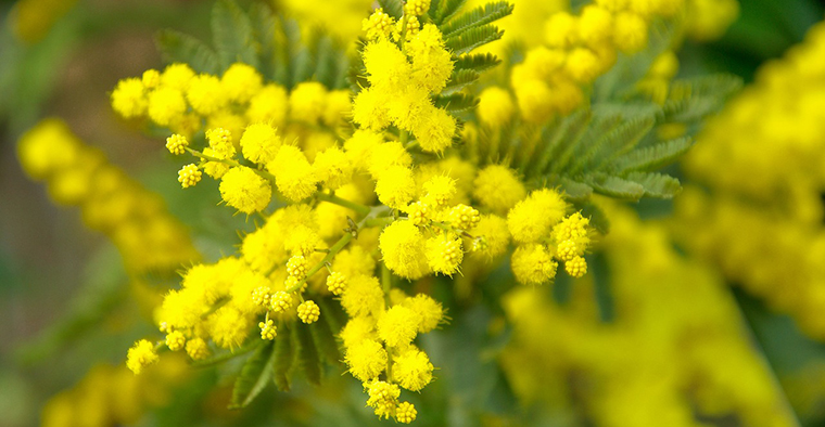 Romagna Faentina: Festa della donna 