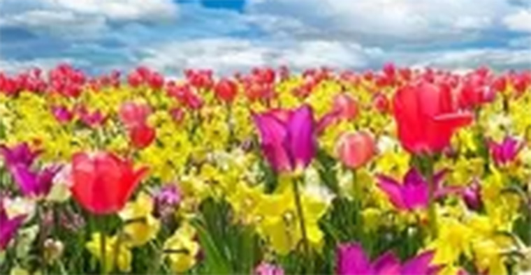 Festa della Primavera in fiore 